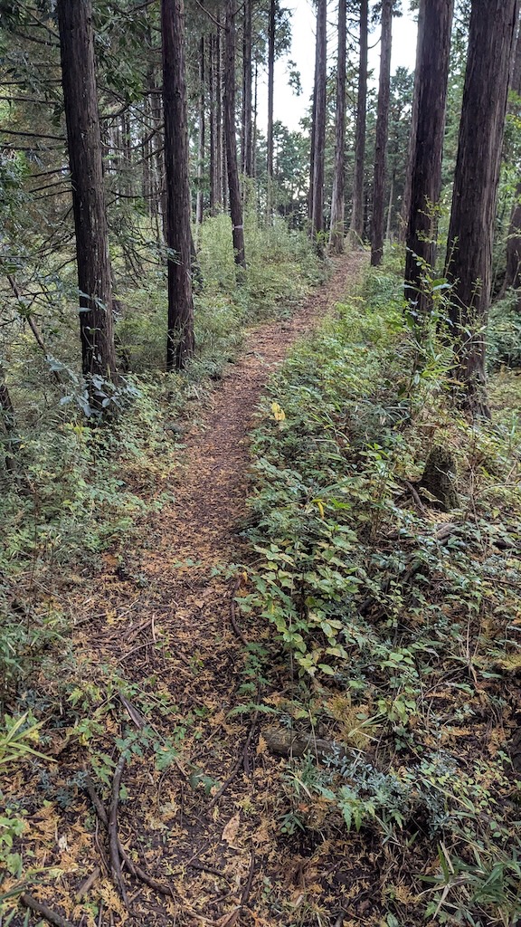 林は深いが歩きやすい