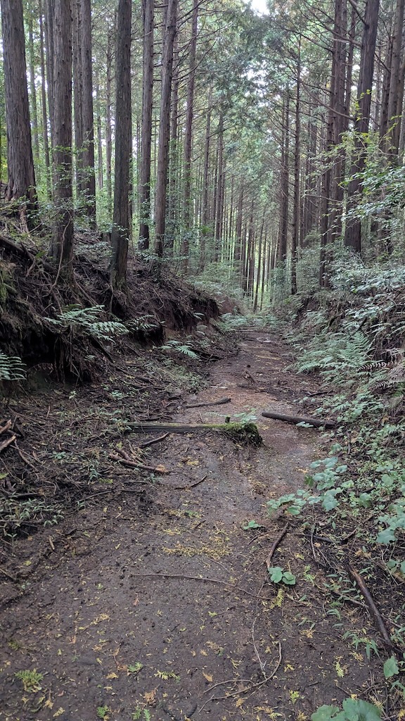 歩きやすく整備された道